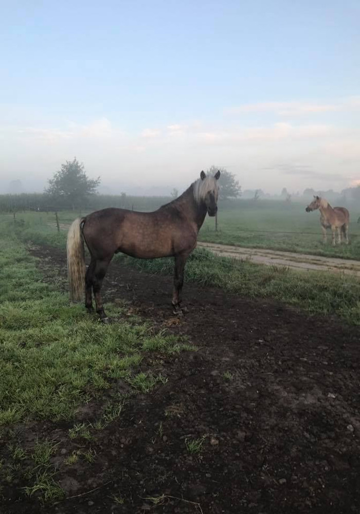 Pferdehof Hellwege
